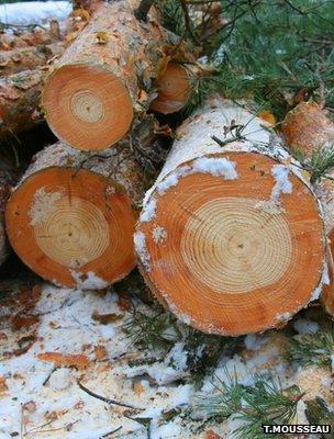 Scots pine logs in Chernobyl exclusion zone (Image courtesy of Tim Mousseau)