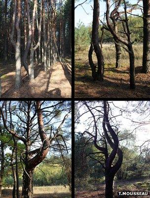 Collage of photos showing mutated Scots pines (Image: Tim Mousseau)