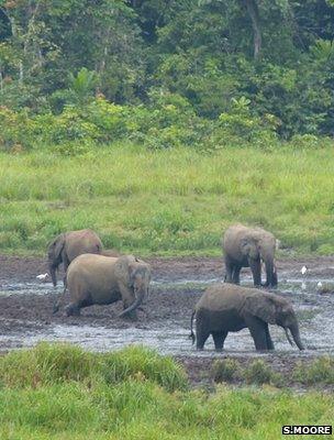 Elephants in a natural salt-lick (image: Sam Moore)