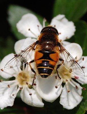 Hoverfly on a hawthorn flower (Image: BBC)
