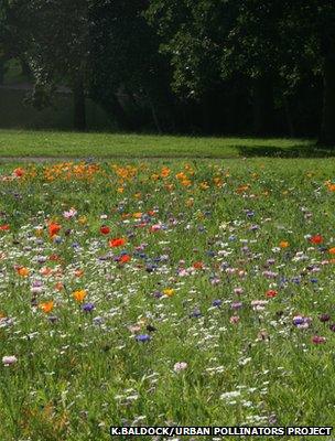 Flower meadow, Bristol (Image courtesy of Katherine Baldock/University of Bristol/Urban Pollinators Project)