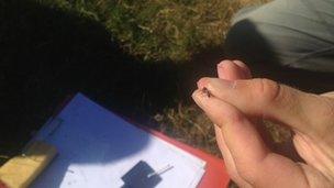 Biologist Sam Ellis holds an ant