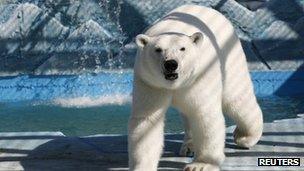 Aurora, a three-year-old female polar bear, walks in its new open air cage at the Royev Ruchey zoo on the suburbs of Russia's Siberian city of Krasnoyarsk 30 August 2013