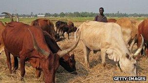 Donations to Oxfam can be used to buy cows for people in Zambia