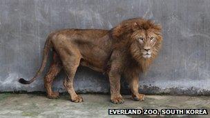 SunDol, African lion at Everland Zoo, South Korea