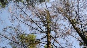 An affected larch tree