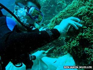Jasper de Goeij sampling a coral reef