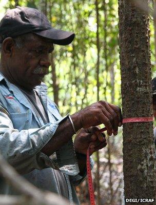 Member of a local community measuring the diameter of a tree (Image: DEGI/ICRAF)