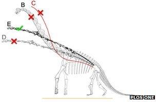Diagram of a sauropod
