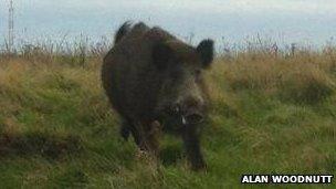 The wild boar in Alderney
