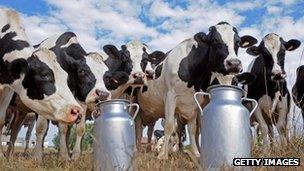 Cows and milk churns