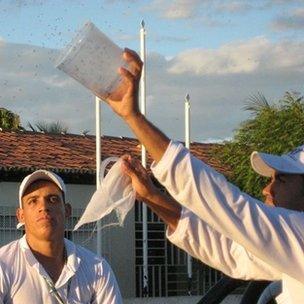 Researcher releasing Oxitec mosquitoes in trials in Brazil