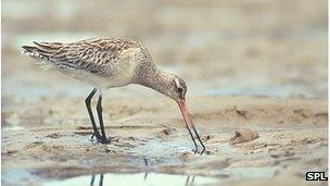 Bar-tailed godwit
