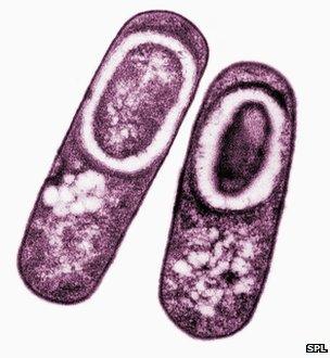 Bacillus subtilis endospores