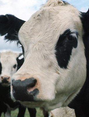A cow (Image: BBC)