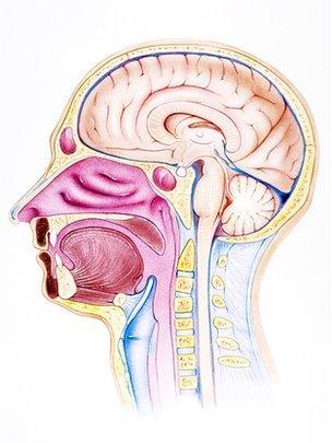 Cross section of a human head