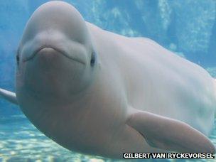 Cat parasite found in Western Arctic belugas