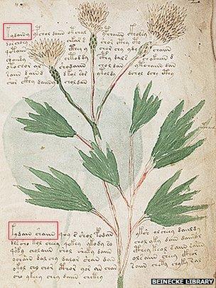 A page from the Voynich manuscript