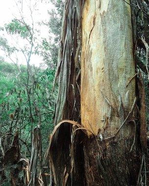 Charred Eucalyptus tree
