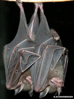 Sowell's short-tailed bats (Image courtesy of Karin Schneeberger)
