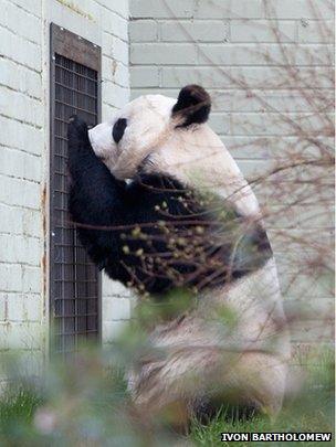 Tian Tian was starting to show signs that she was ready to breed