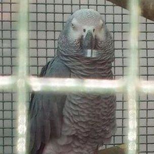 One of the stolen parrots, Harry, is an African Grey