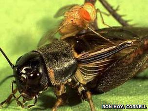 Parasitoid fly and its cricket host