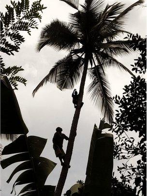Men harvested coconuts (Image: BBC)