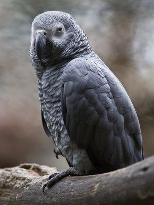 African grey parrot in Mexico