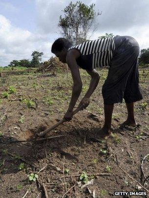 Farmer digs a whole in a cassava field (Getty Images)