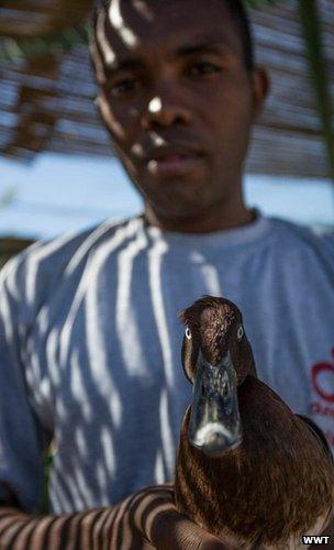 Conservation worker in Madagascar with a Madagascar pochard