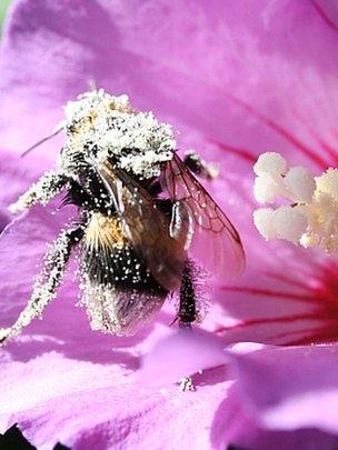 Bumble bee coated in pollen (Image: BBC)