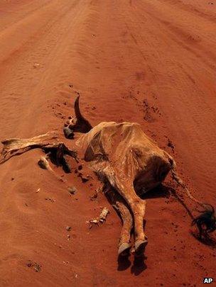 Cattle carcass on road (Image: AP)