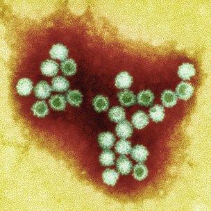 Norovirus