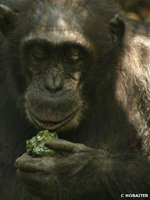 Chimp using a leaf sponge (c) Catherine Hobaiter
