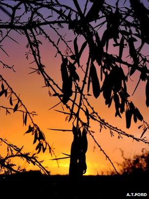 Silhouette of Acacia etbaica (Image: A. T. Ford)