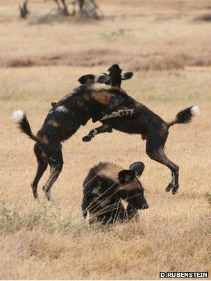 African wild dogs (Image: Dustin Rubenstein)