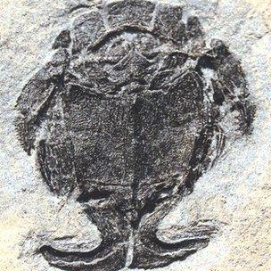 Fossil of Microbrachius dicki
