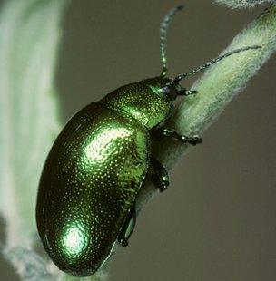 Mint Beetle (Chrysolina menthastri) (c) SPL