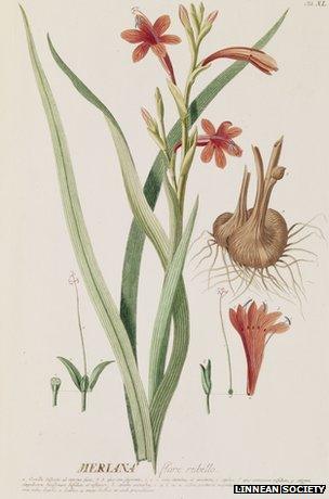 Botanical illustration (Image courtesy of the Linnean Society)