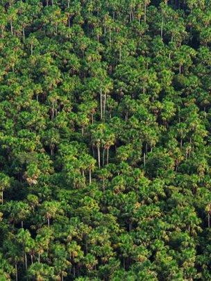Trees in Amazonia (Image: Óscar Jarama/IIAP)