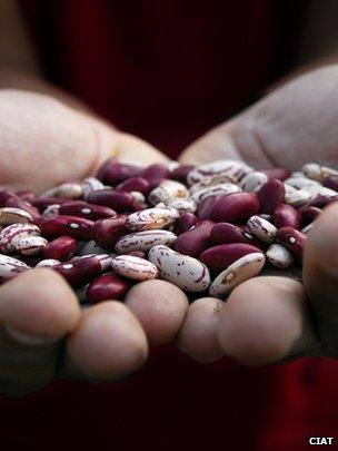 Handful of beans (Image: CIAT)