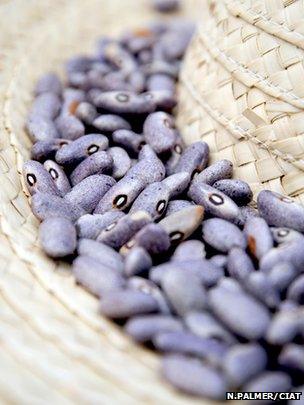 Hatful of beans (Image: Neil Palmer/CIAT)