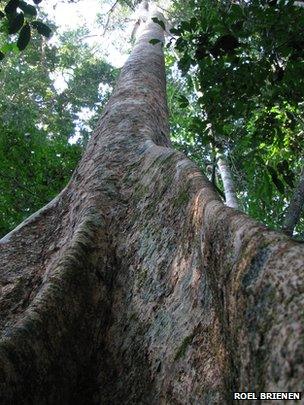Large Amazonia tree species (Image: Roel Brienen)