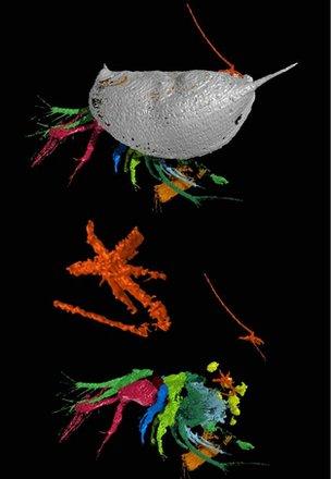 The images, created by scanning the fossil repeatedly, shows the tongue worm, in orange, clamped to its host.