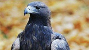 Golden Eagles Given Added Protection In Scotland Bbc News