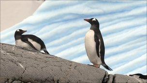 Gentoo penguins