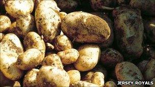growing jersey royal potatoes