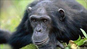 Spitting And Urinating Chimps Replay Aesops Fable Bbc News - 