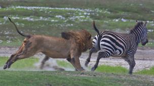 Amazing pictures: Zebra fights off a lion attack - CBBC Newsround